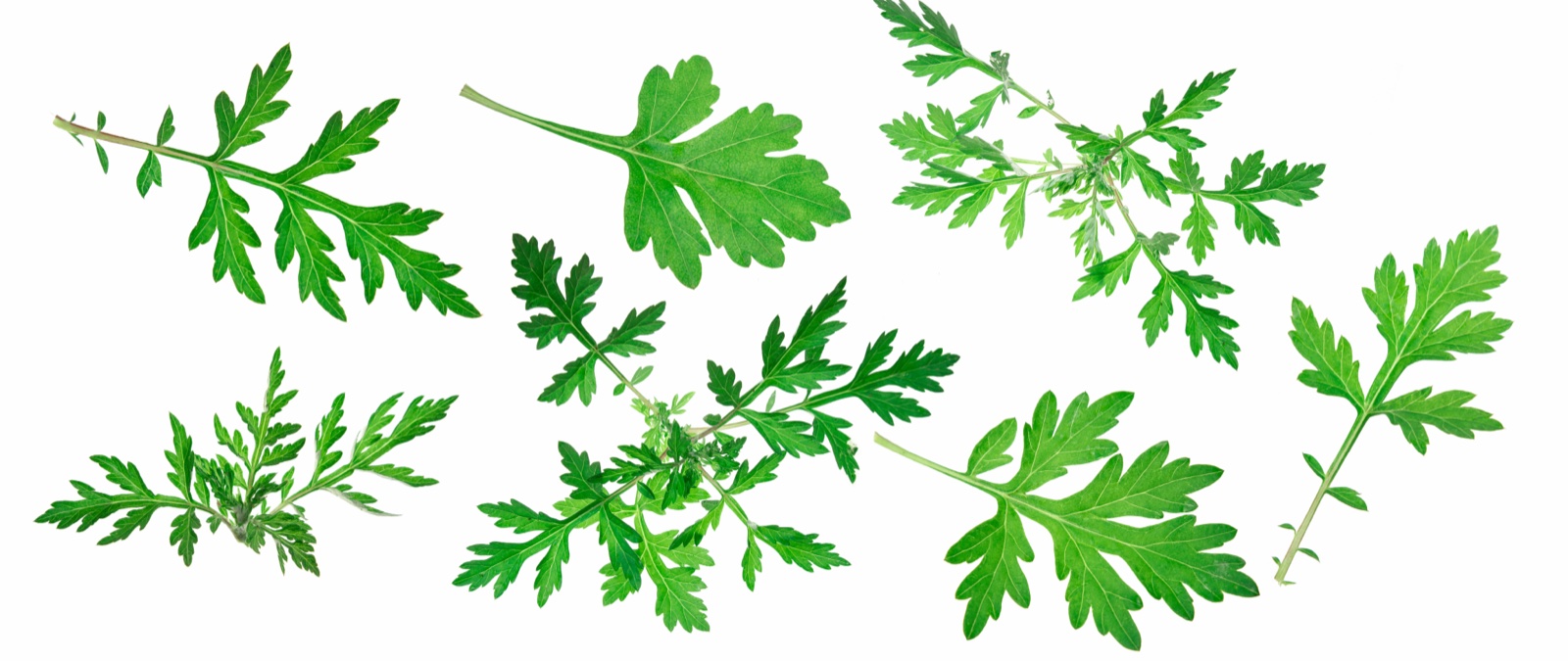 よもぎの葉(ヨモギ・mugwort)